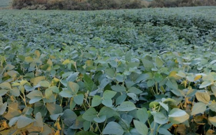 Fazenda