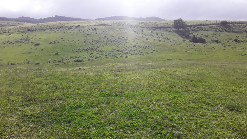 Fazenda - Venda - Centro - Pinheiro Machado - RS