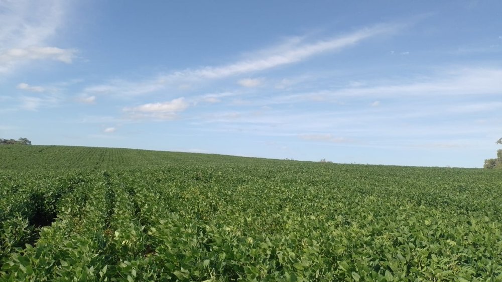 Fazenda - Venda - Pedreiras - Arroio Grande - RS