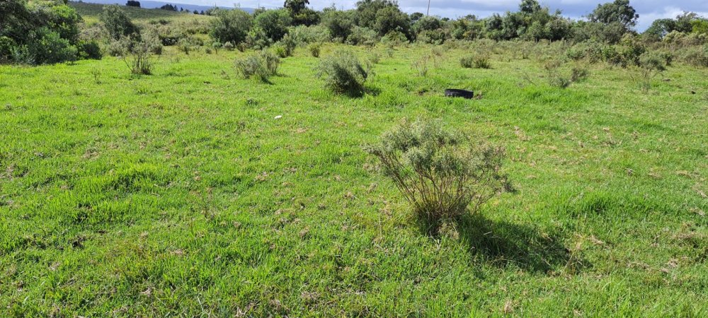 Stio - Venda - Centro - Pedras Altas - RS