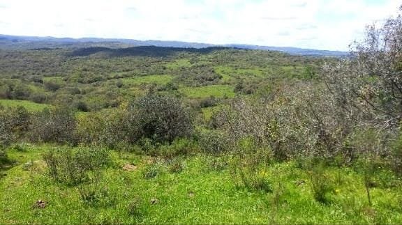 Fazenda - Venda - Centro - Pinheiro Machado - RS