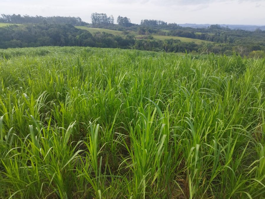 Fazenda - Venda - Colônia - Amaral Ferrador - RS