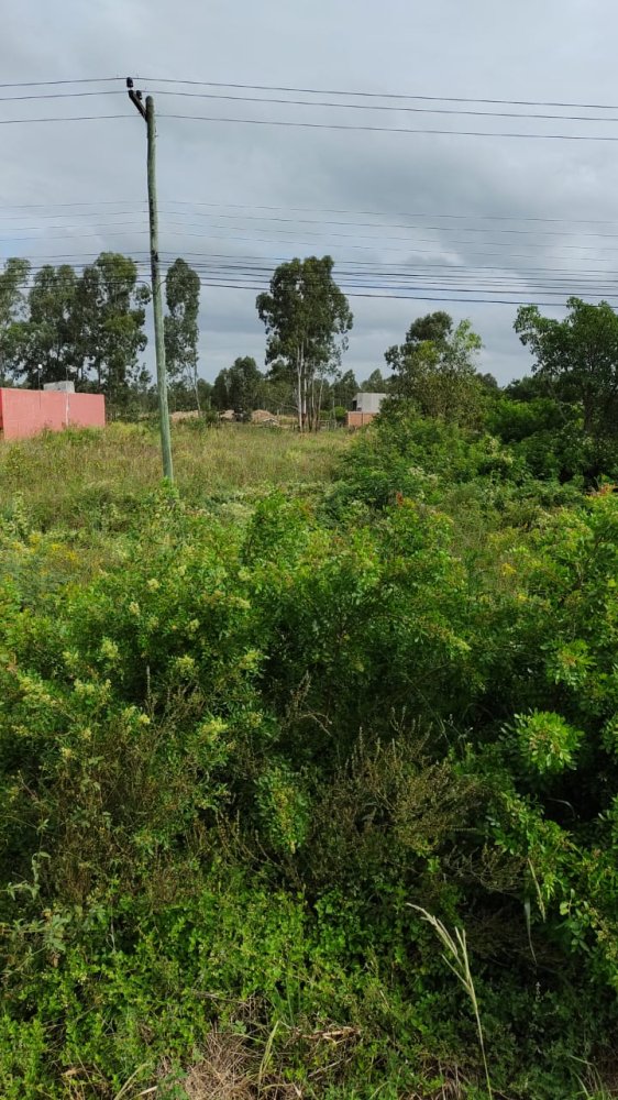 Terreno - Venda - Br 293 - Capo do Leo - RS