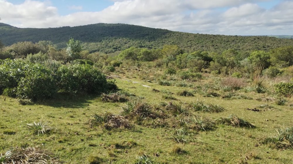 Fazenda - Venda - Centro - Herval - RS