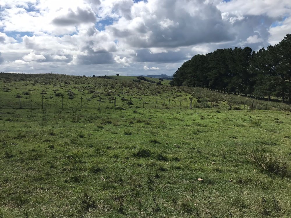 Fazenda - Venda - Centro - Pinheiro Machado - RS