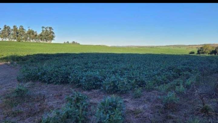 Fazenda - Venda - Centro - Pedras Altas - RS