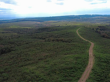 Fazenda pinheiro Machado 280ha Soja, Pecu�ria ou Mato