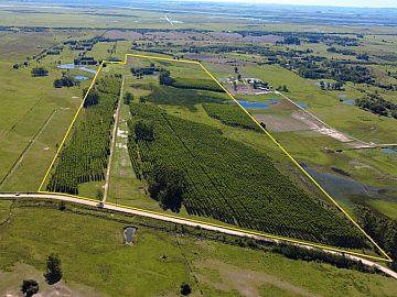 50 HECTARES EM RIO GRANDE