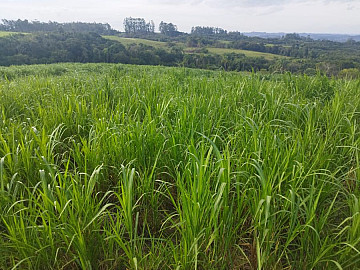 Vendo 95 hectares em Amaral Ferrador