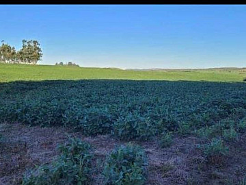 FAZENDA 875 HECTARES